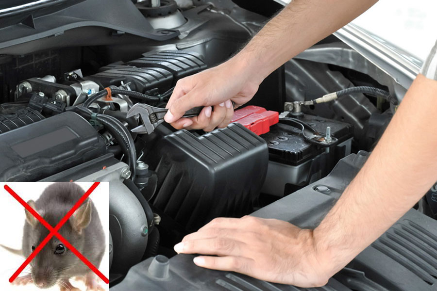 vệ sinh máy xe chống chuột làm ổ
